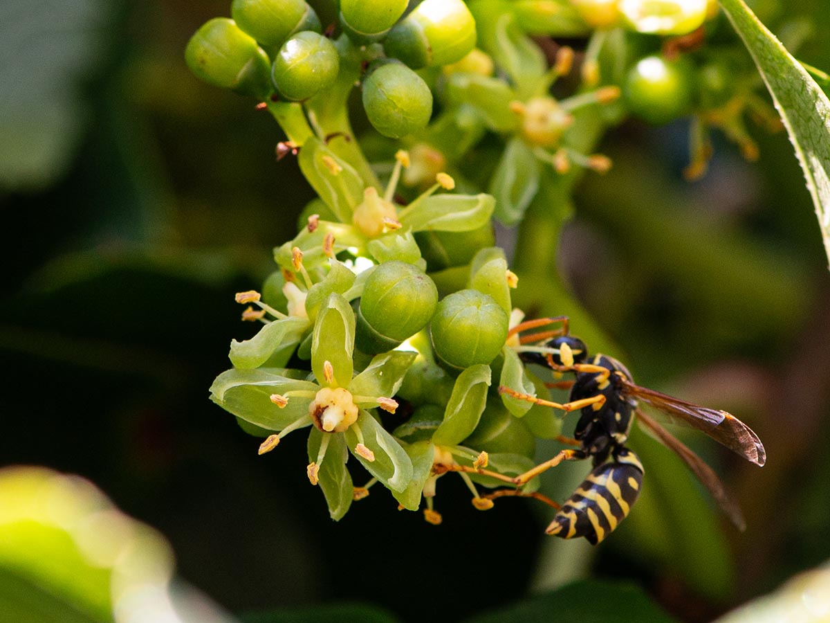 Blüte mit Wespe